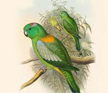 Palaeornis Setarius - Racket-Tailed Parakeet