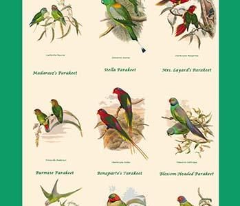 Parakeet Classroom Poster Vertical I