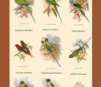 Parakeet Classroom Poster Vertical II