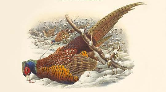 Phasianus Cochicus - Common Pheasant