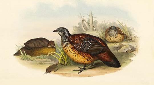 Galloperdix Lunulosa - Painted Spurfowl Pheasant