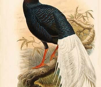 Lobiophasis Bulweri - Bulwer's Pheasant