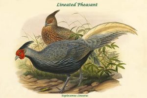 Euplocamus Lineatus - Lineated Pheasant