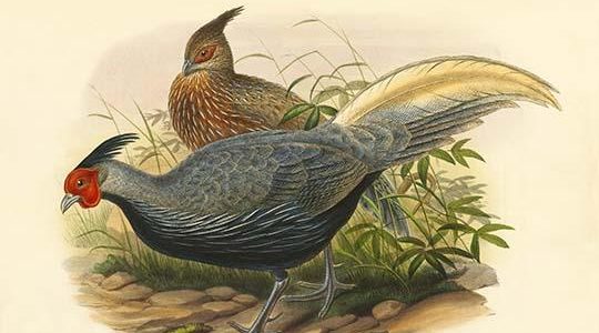 Euplocamus Lineatus - Lineated Pheasant