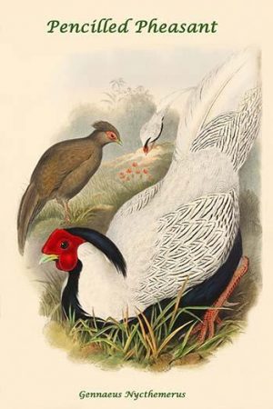 Gennaeus Nycthemerus - Pencilled Pheasant