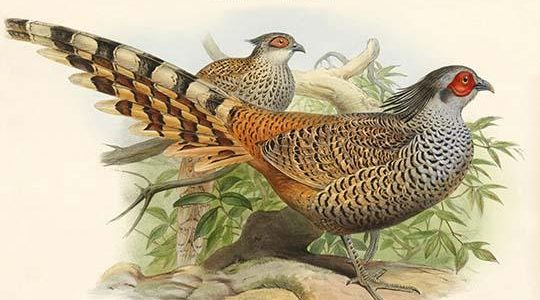 Catreus Wallachi - Cheer Pheasant