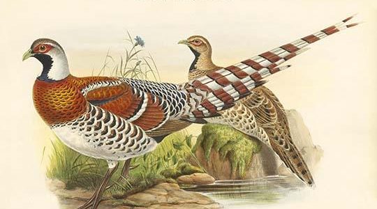 Calopphasis Ellioti - Elliot's Pheasant