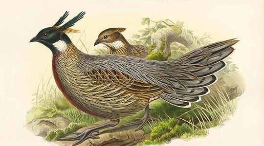 Pucrasia Xanthospila - Chinese Pucra Pheasant