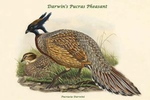 Pucrasia Darwini - Darwin's Pucras Pheasant