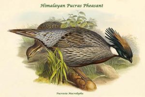 Pucrasia Macrolopha Himalayan Pucras Pheasant