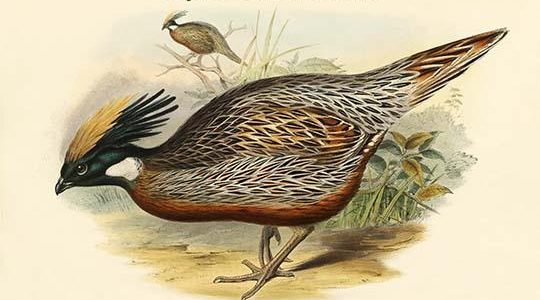 Pucrasia Nipalensis - Nepalese Pucras Pheasant