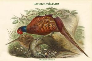 Phasianus Cochicus - Common Pheasant