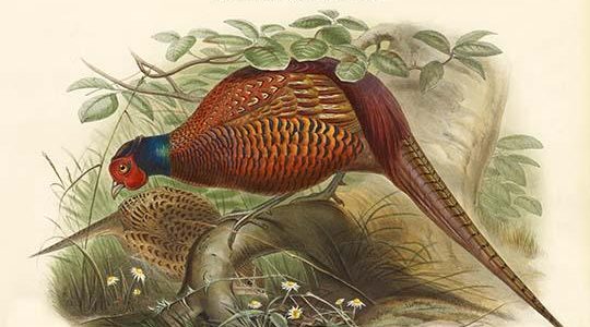 Phasianus Cochicus - Common Pheasant