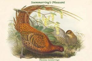 Phasianus Soemmerringii - Soemmerring's Pheasant