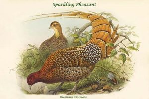 Phasianus Scintillans - Sparkling Pheasant