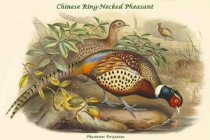 Phasianus Torquatus - Chinese Ring-Necked Pheasant