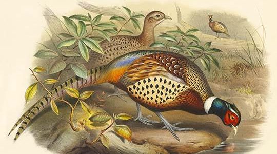 Phasianus Torquatus - Chinese Ring-Necked Pheasant