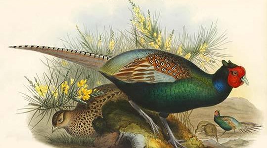 Phasianus Versicolor Japanese Pheasant