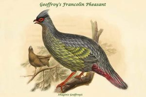 Ithaginis Geoffroyii - Geoffroy's Francolin Pheasant