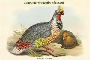 Ithaginis Cruentus - Sanguine Francolin Pheasant