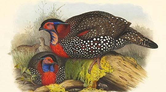 Ceriornis Melanocephala - Western Horned Pheasant