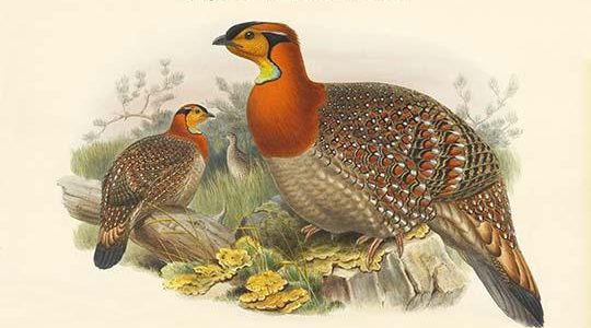 Ceriornis Blythii - Blyth's Horned Pheasant