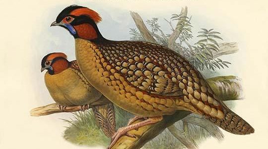 Ceriornis Caboti - Dr. Cabot's Horned Pheasant