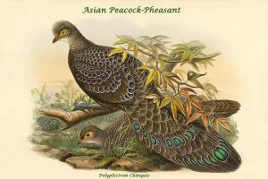 Polyplectron Chinquis - Asian Peacock-Pheasant