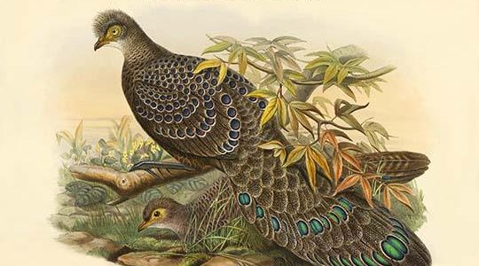 Polyplectron Chinquis - Asian Peacock-Pheasant