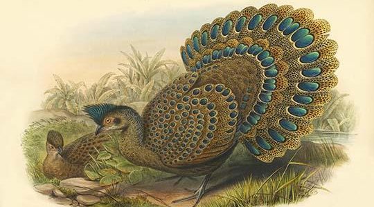 Polyplectron Bicalcaratum - Malayan Peacock Pheasant