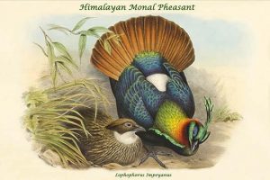 Lophophorus Impeyanus - Himalayan Monal Pheasant