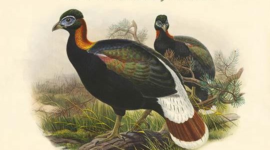 Chalcophasis Sclateri - Sclater's Monal Himalayan Pheasant