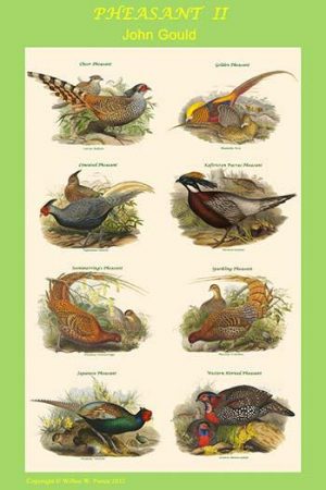 Composite Pheasant Poster II