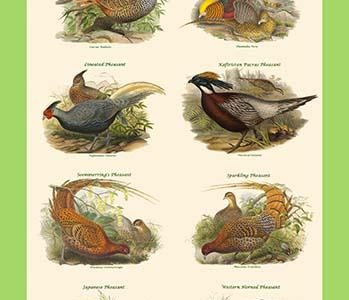 Composite Pheasant Poster II