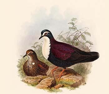 Phlogoenas Jobiensis - White-Chested Pigeon