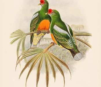 Oedirhunus Insolitus - Knob-Billed Fruit-Pigeon - Dove