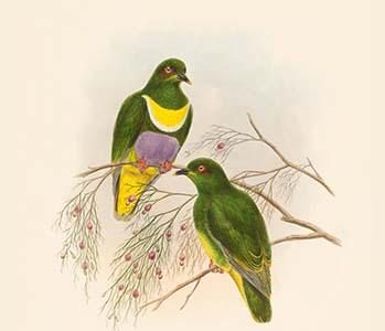 Ptilopus Speciosus - Lilac-Bellied Fruit-Pigeon - Dove