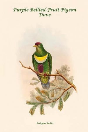 Ptilopus Bellus - Purple-Bellied Fruit-Pigeon - Dove