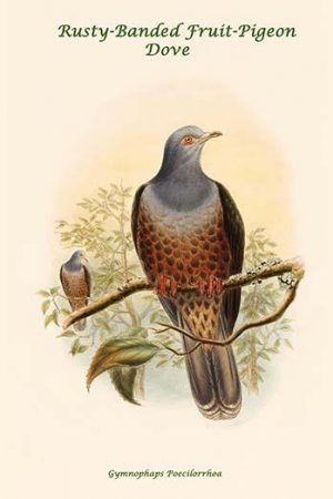 Gymnophaps Poecilorrhoa - Rusty-Banded Fruit-Pigeon - Dove