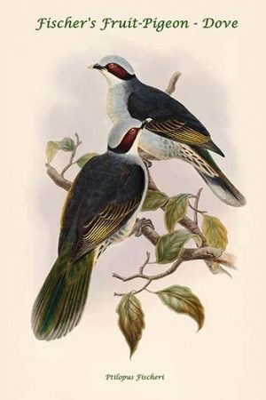 Ptilopus Fischeri - Fischer's Fruit-Pigeon - Dove