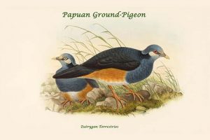 Eutrygon Terrestries - Papuan Ground-Pigeon