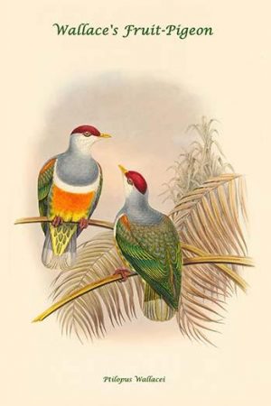 Ptilopus Wallacei -Wallace's Fruit-Pigeon