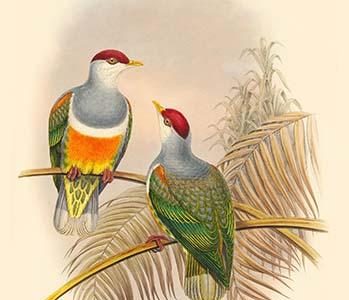 Ptilopus Wallacei -Wallace's Fruit-Pigeon