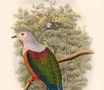 Carpophaga Finschi - Finsch's Fruit-Pigeon - Dove
