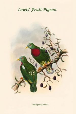 Ptilopus Lewisi - Lewis' Fruit-Pigeon