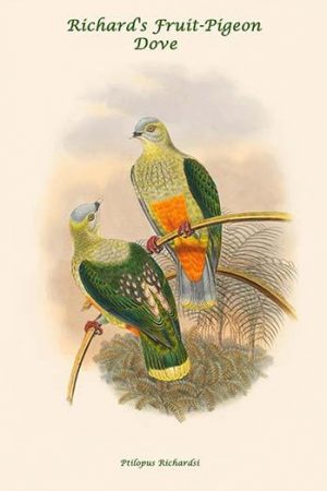 Ptilopus Richardsi - Richard's Fruit-Pigeon - Dove