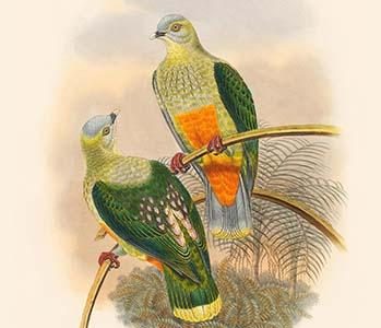 Ptilopus Richardsi - Richard's Fruit-Pigeon - Dove