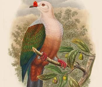 Carpophaga Rubricera - New Ireland Fruit-Pigeon - Dove