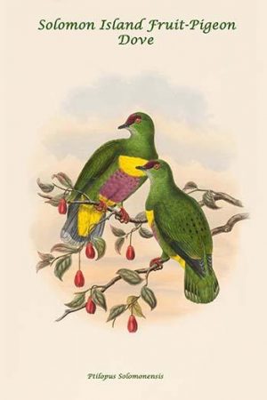 Ptilopus Solomonensis - Solomon Island Fruit-Pigeon - Dove