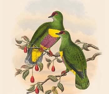 Ptilopus Solomonensis - Solomon Island Fruit-Pigeon - Dove